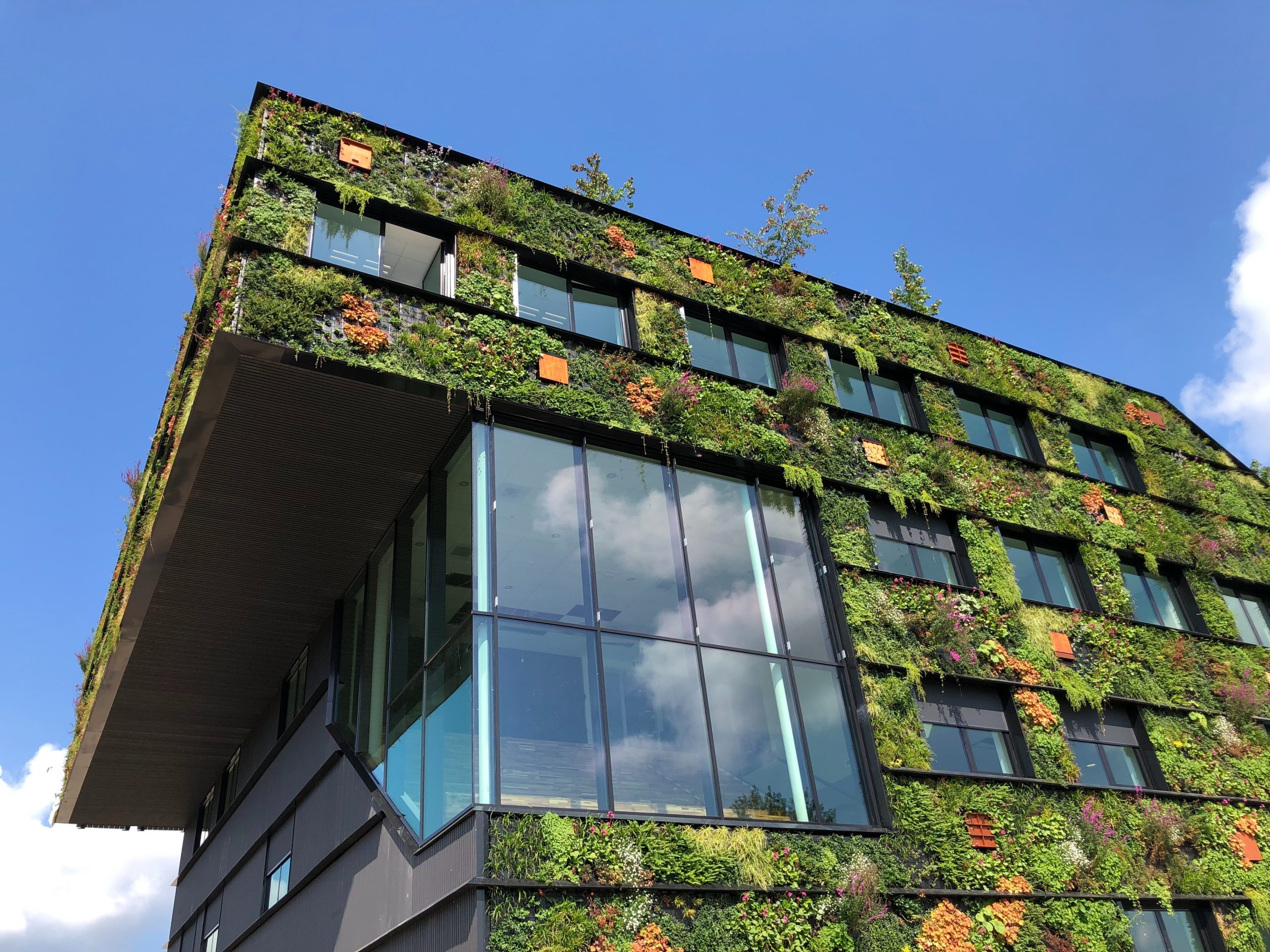 Eco-friendly designs, a living wall